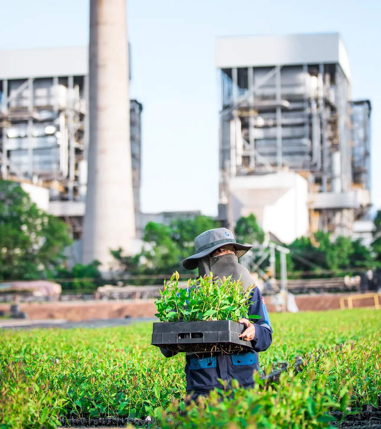 ไฟฟ้าชีวมวล